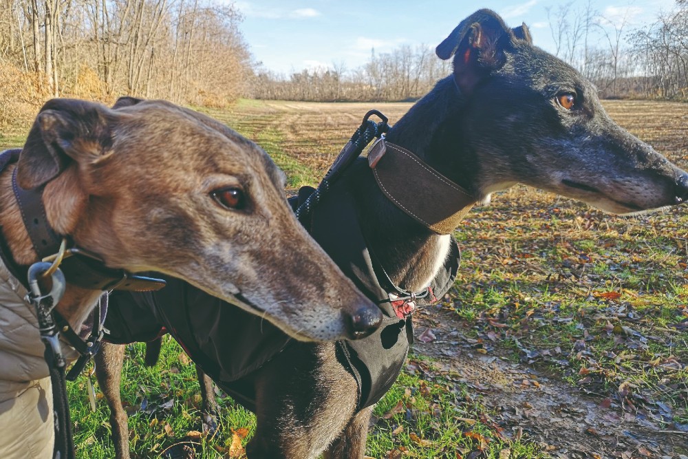 Two greyhounds with black furr