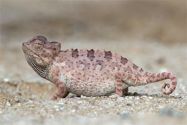 The Chamaeleon Namaquensis that inspired the coating