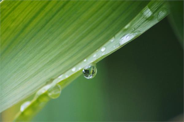 A green leaf with a waterdrop