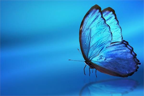 A blue butterfly