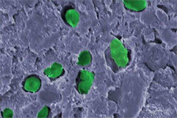 The Chroococcidiopsis cubana bacterium in the layers of a biocoating