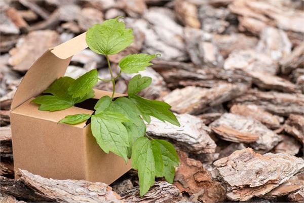 A small plant in a cardbox